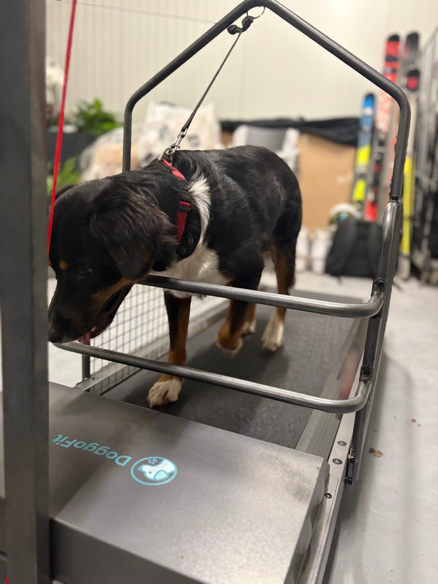 Hond aan de riem op de DoggoFit loopband