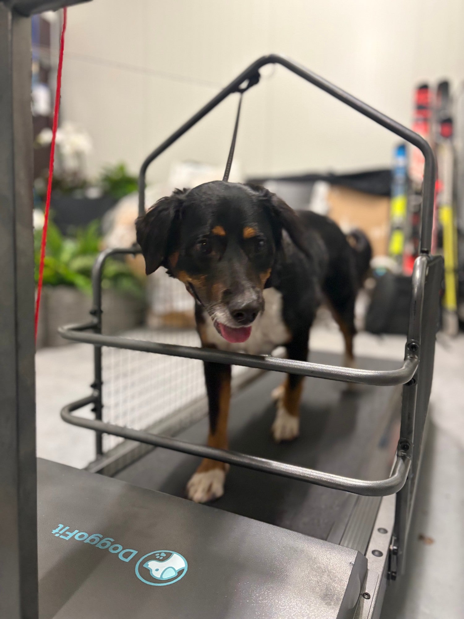 Hond traint op de DoggoFit loopband